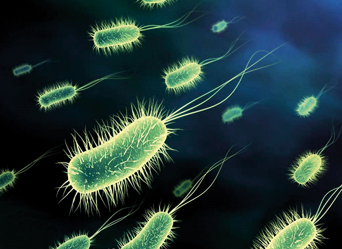 Bacteries